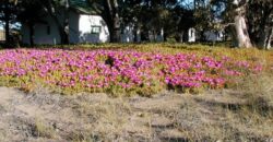 CAMPO PENÍNSULA VALDÉS – ESTANCIA BELLA VISTA