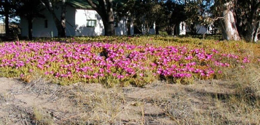 CAMPO PENÍNSULA VALDÉS – ESTANCIA BELLA VISTA