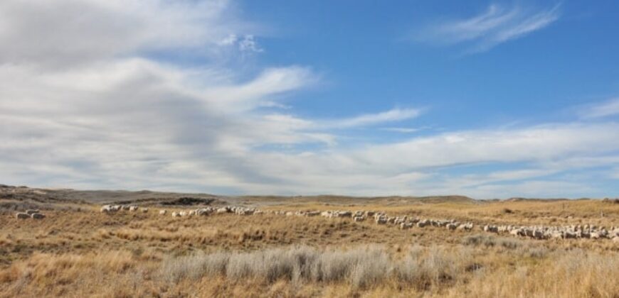 CAMPO PENÍNSULA VALDÉS – ESTANCIA BELLA VISTA