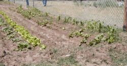 CAMPO PENÍNSULA VALDÉS – ESTANCIA BELLA VISTA