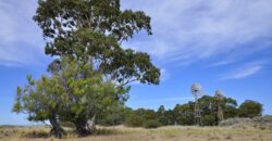 CAMPO PENÍNSULA VALDÉS – ESTANCIA BELLA VISTA