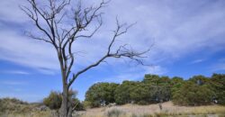 CAMPO PENÍNSULA VALDÉS – ESTANCIA BELLA VISTA