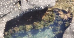 PENÍNSULA VALDÉS – ESTABLECIMIENTO GANADERO, FUERTE SAN JOSE